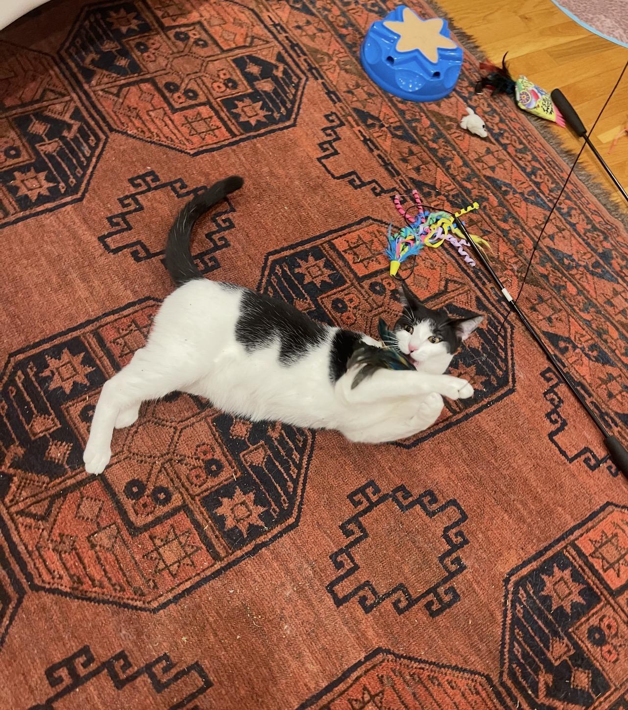 Azura, a Adoptable Domestic Short Hair in Nutley, NJ image 6/6