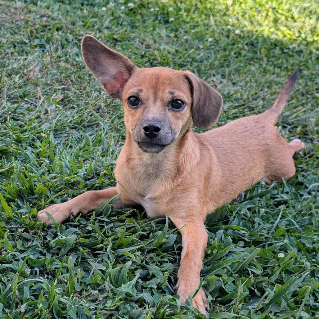Joaquin, Adoptable, Puppy Male Chihuahua & Mixed Breed.