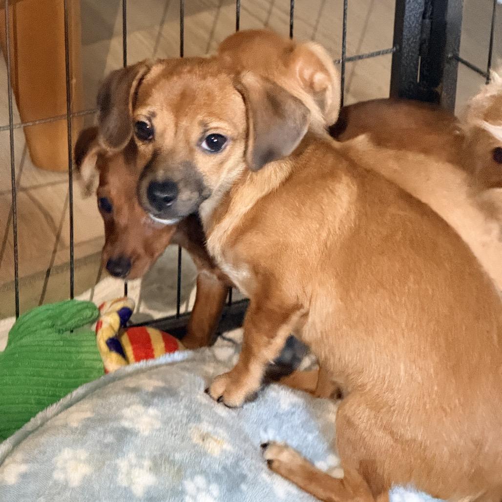 Enlarge Joaquin, a Adoptable mixed breed in Sacramento, CA image 2/6
