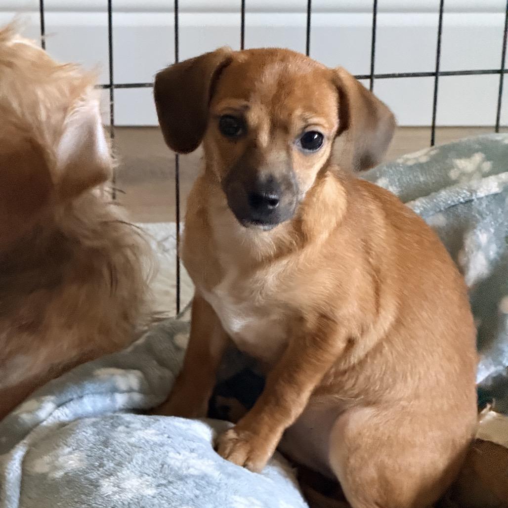 Enlarge Joaquin, a Adoptable mixed breed in Sacramento, CA image 3/6
