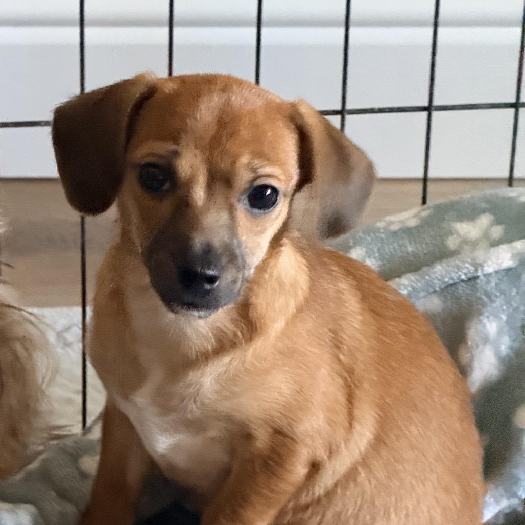 Enlarge Joaquin, a Adoptable mixed breed in Sacramento, CA image 4/6