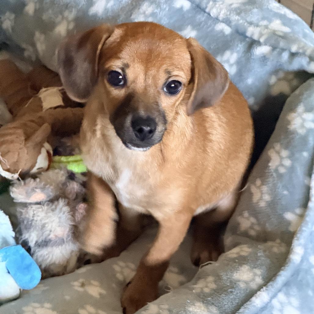 Enlarge Joaquin, a Adoptable mixed breed in Sacramento, CA image 5/6