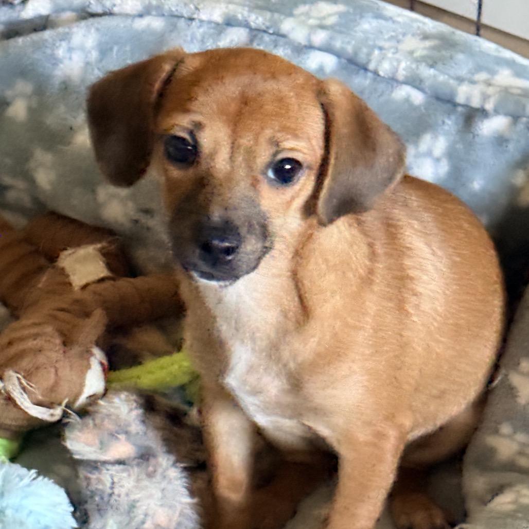 Enlarge Joaquin, a Adoptable mixed breed in Sacramento, CA image 6/6