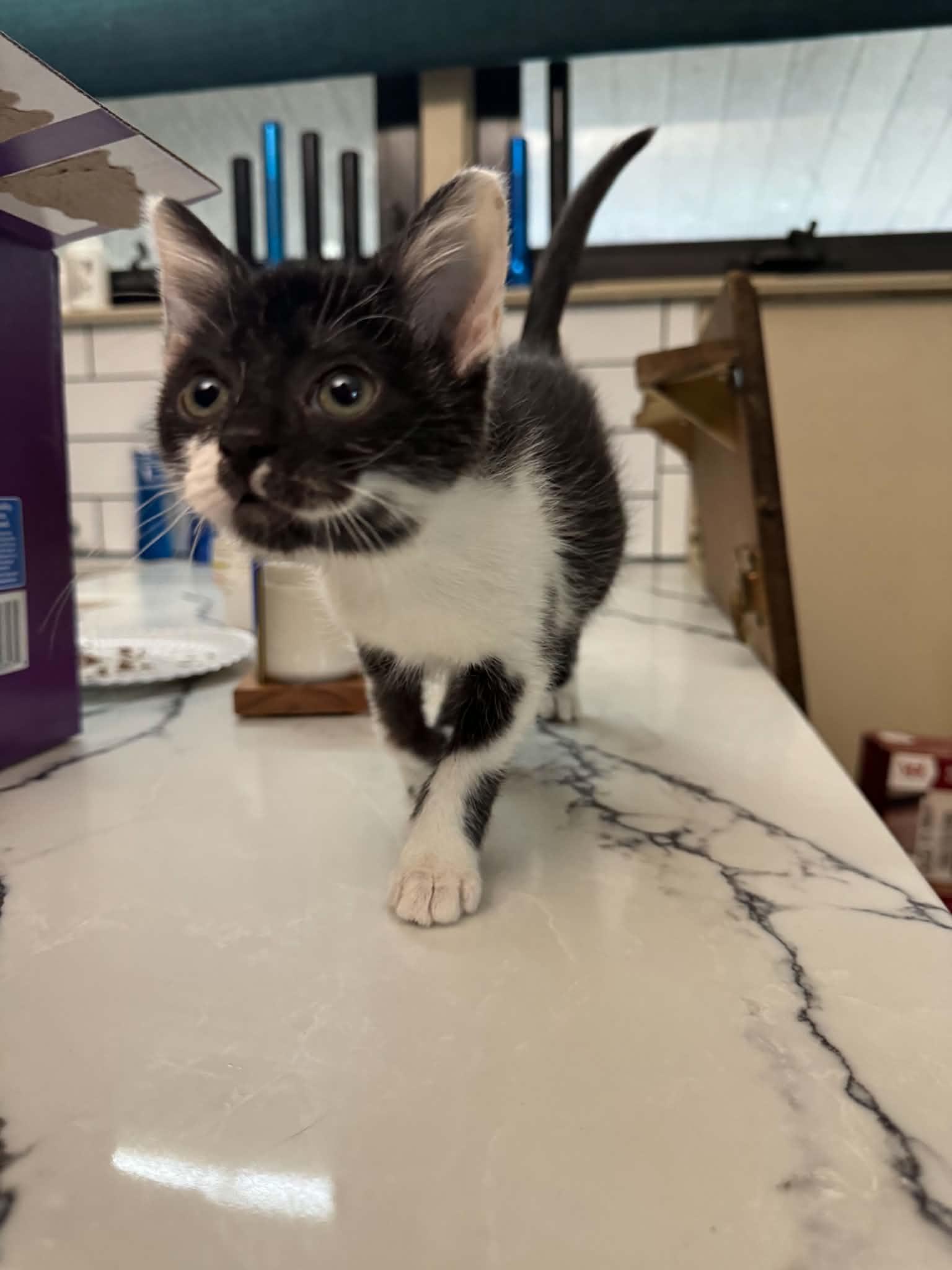 Enlarge Cordelia (from the Buffy the Vampire Slayer Litter), a Adopted Domestic Short Hair in Arnold, MO image 1/6