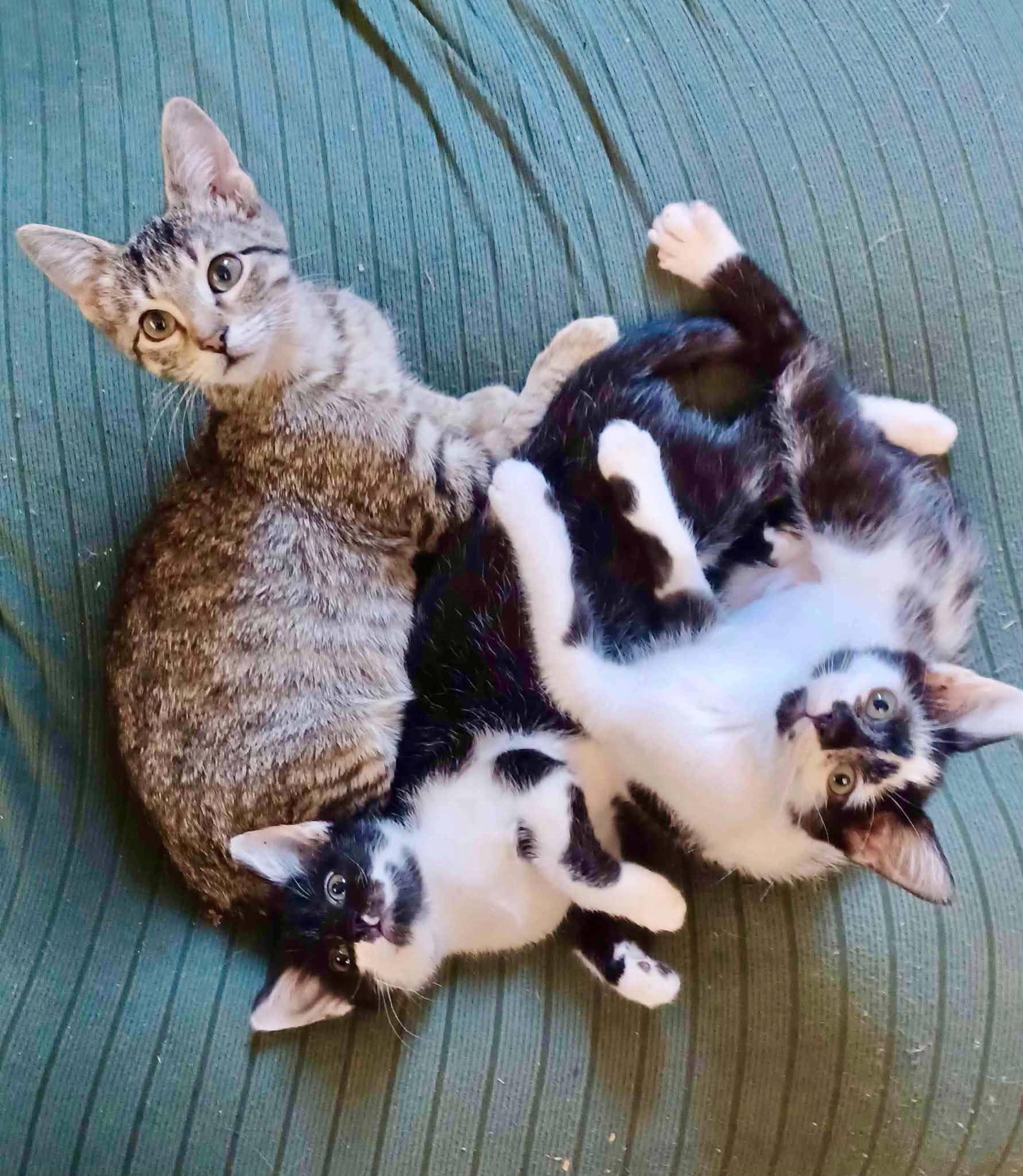 Enlarge Cordelia (from the Buffy the Vampire Slayer Litter), a Adopted Domestic Short Hair in Arnold, MO image 6/6