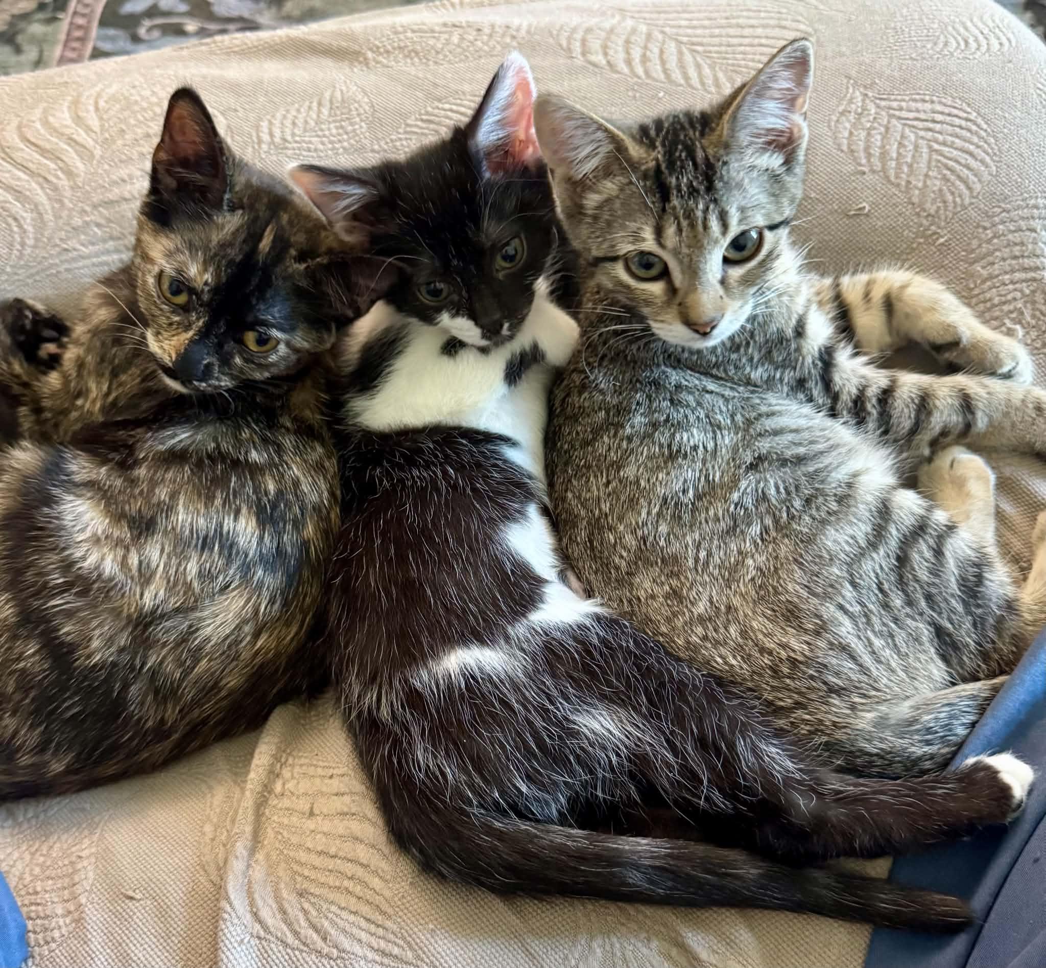 Enlarge Cordelia (from the Buffy the Vampire Slayer Litter), a Adopted Domestic Short Hair in Arnold, MO image 3/6