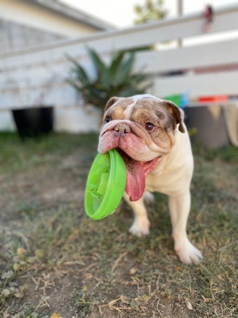 Enlarge H O W A R D , a Adopted English Bulldog in Redondo Beach , CA image 1/4