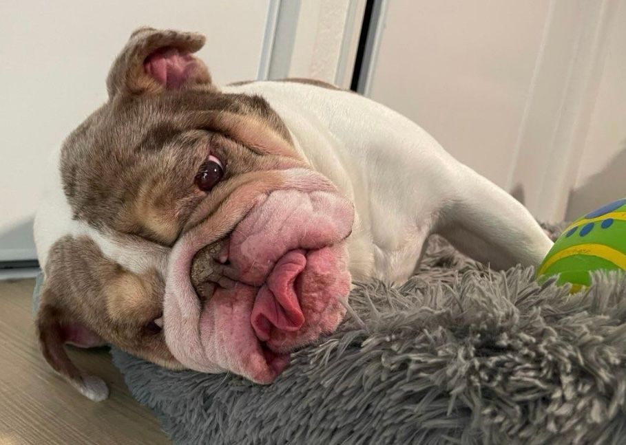 Enlarge H O W A R D , a Adopted English Bulldog in Redondo Beach , CA image 2/4