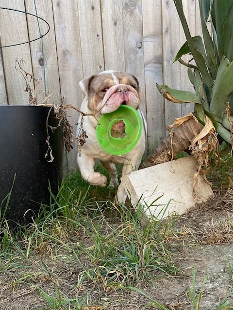 H O W A R D , Adopted, Adult Male English Bulldog.