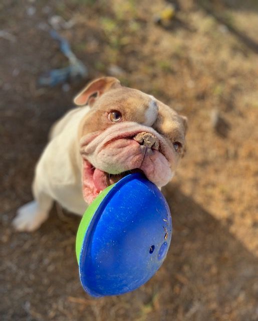 Enlarge H O W A R D , a Adopted English Bulldog in Redondo Beach , CA image 4/4