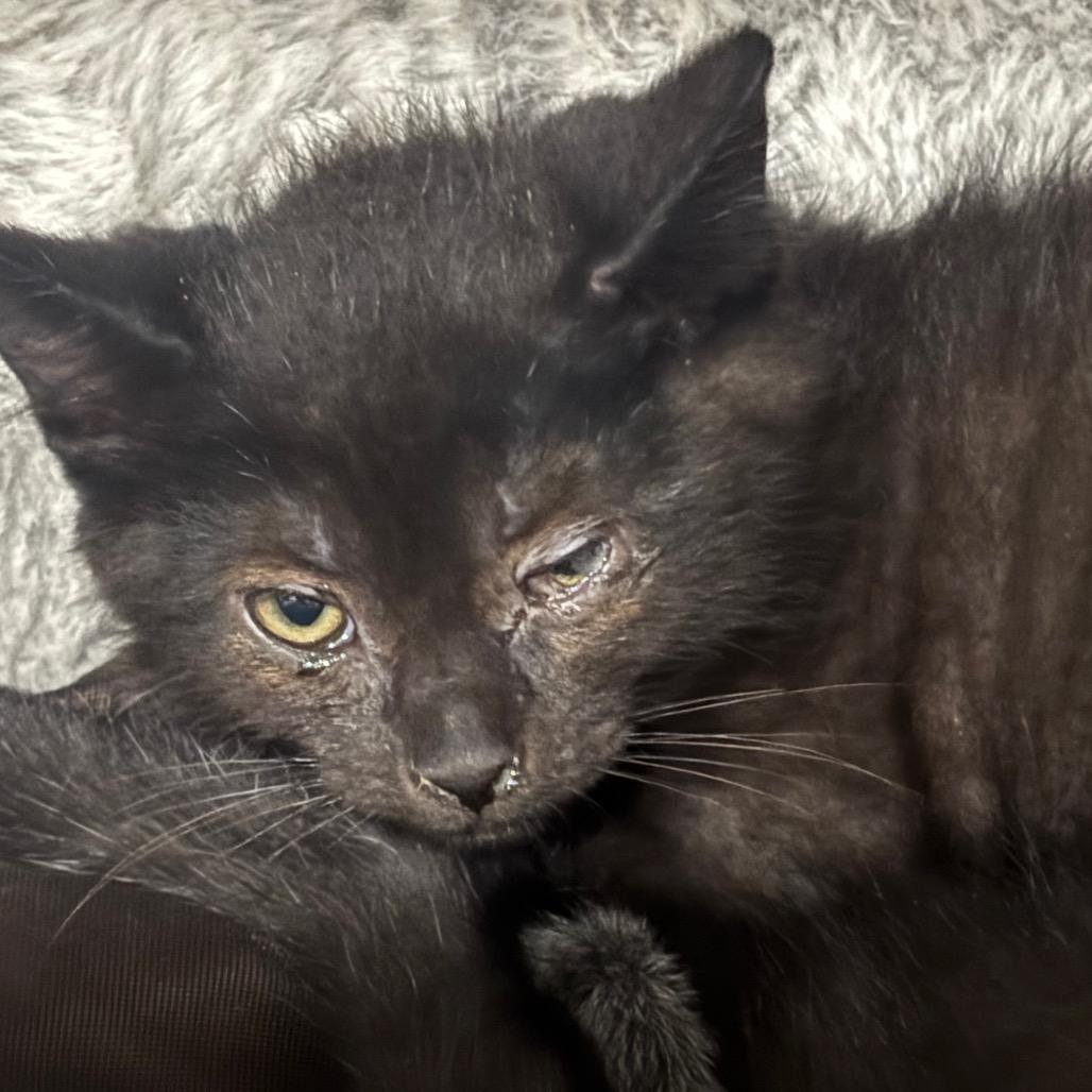 Wybie 60C25, Adoptable, Young Male Domestic Short Hair & Domestic Short Hair.