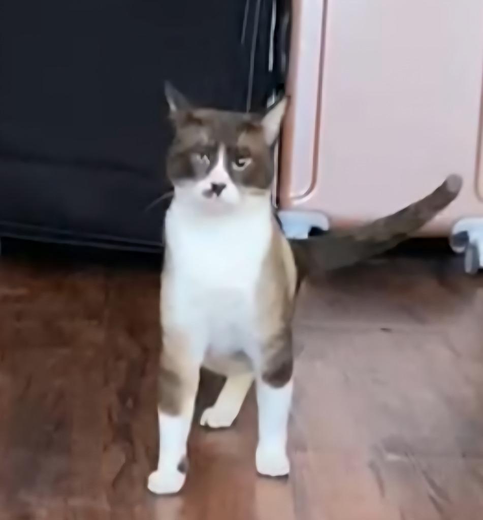 Azad, Adoptable, Young Male Siamese.