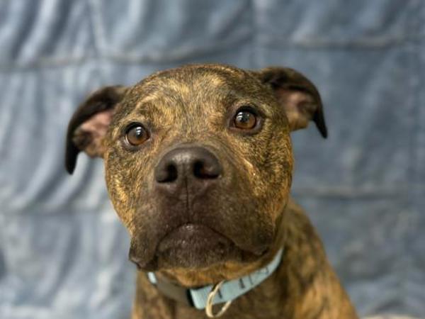 Duncan — thumbnail 3