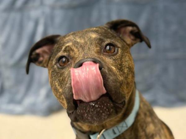 Duncan — thumbnail 4