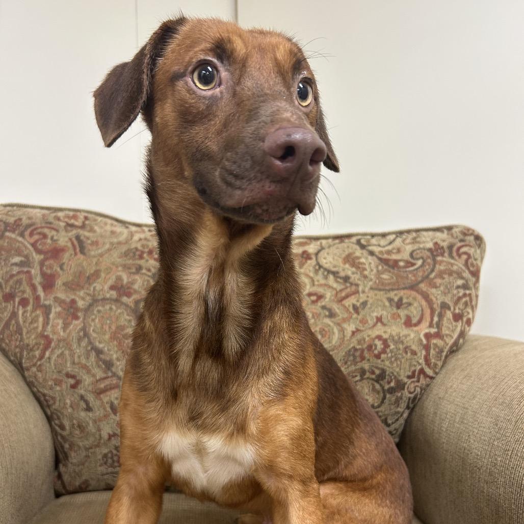Enlarge Denver, a Adoptable mixed breed in Hattiesburg, MS image 1/4