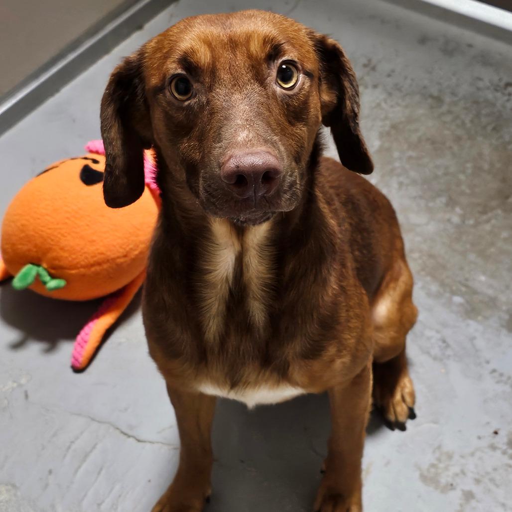 Enlarge Denver, a Adoptable mixed breed in Hattiesburg, MS image 2/4
