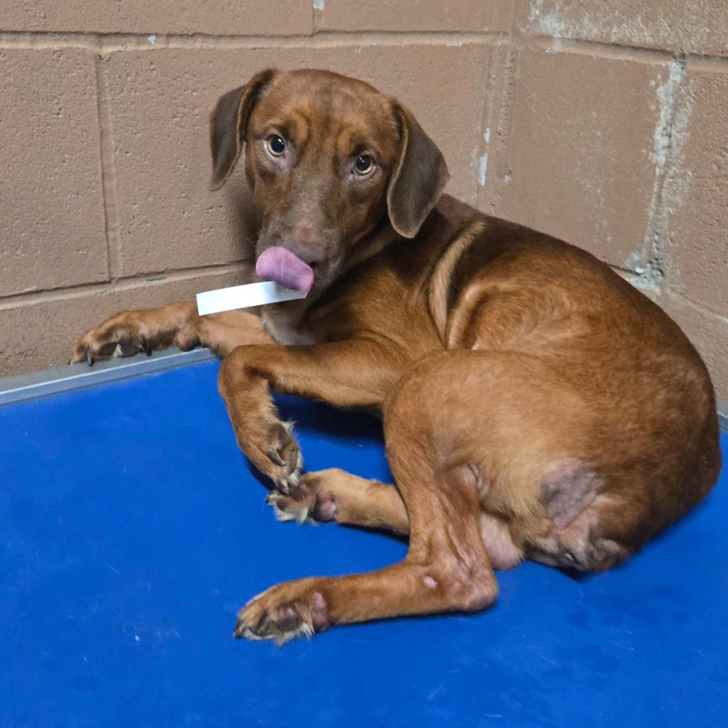 Enlarge Denver, a Adoptable mixed breed in Hattiesburg, MS image 3/4