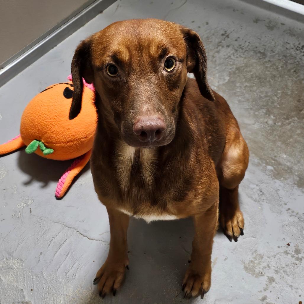 Enlarge Denver, a Adoptable mixed breed in Hattiesburg, MS image 4/4