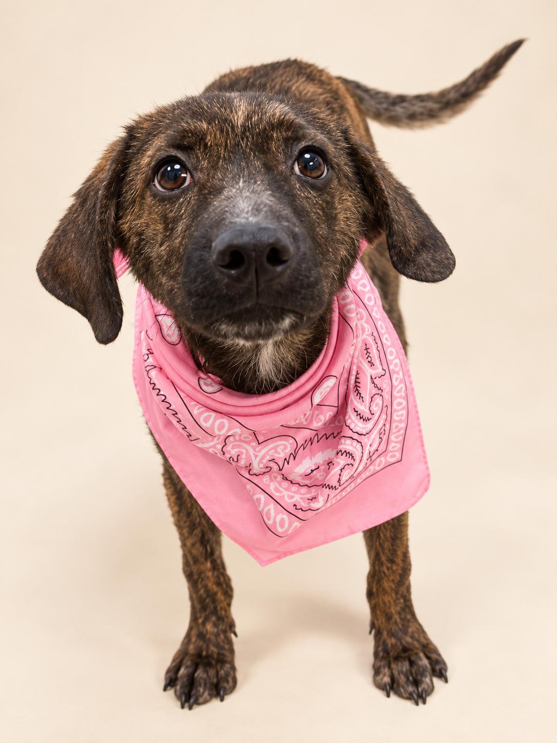 Ivy - a sweet 6 month-old pup, Adopted, Puppy Female Shepherd & Plott Hound.