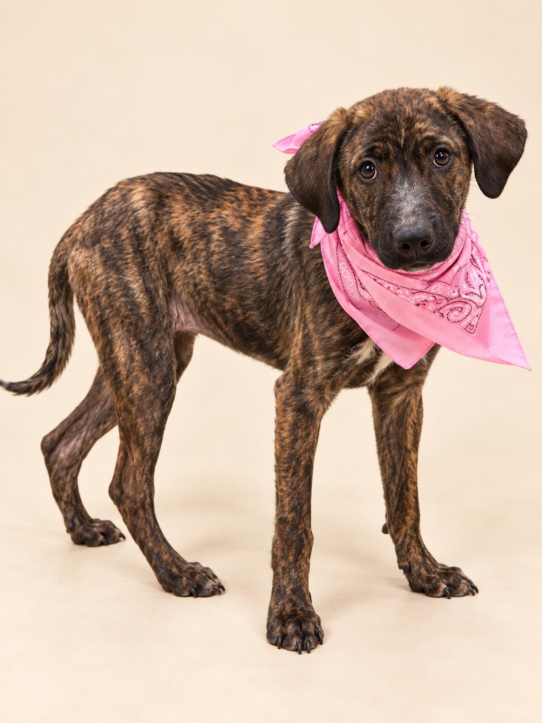 Enlarge Ivy - a sweet 6 month-old pup, a Adopted mixed breed in Weston, MA image 2/3