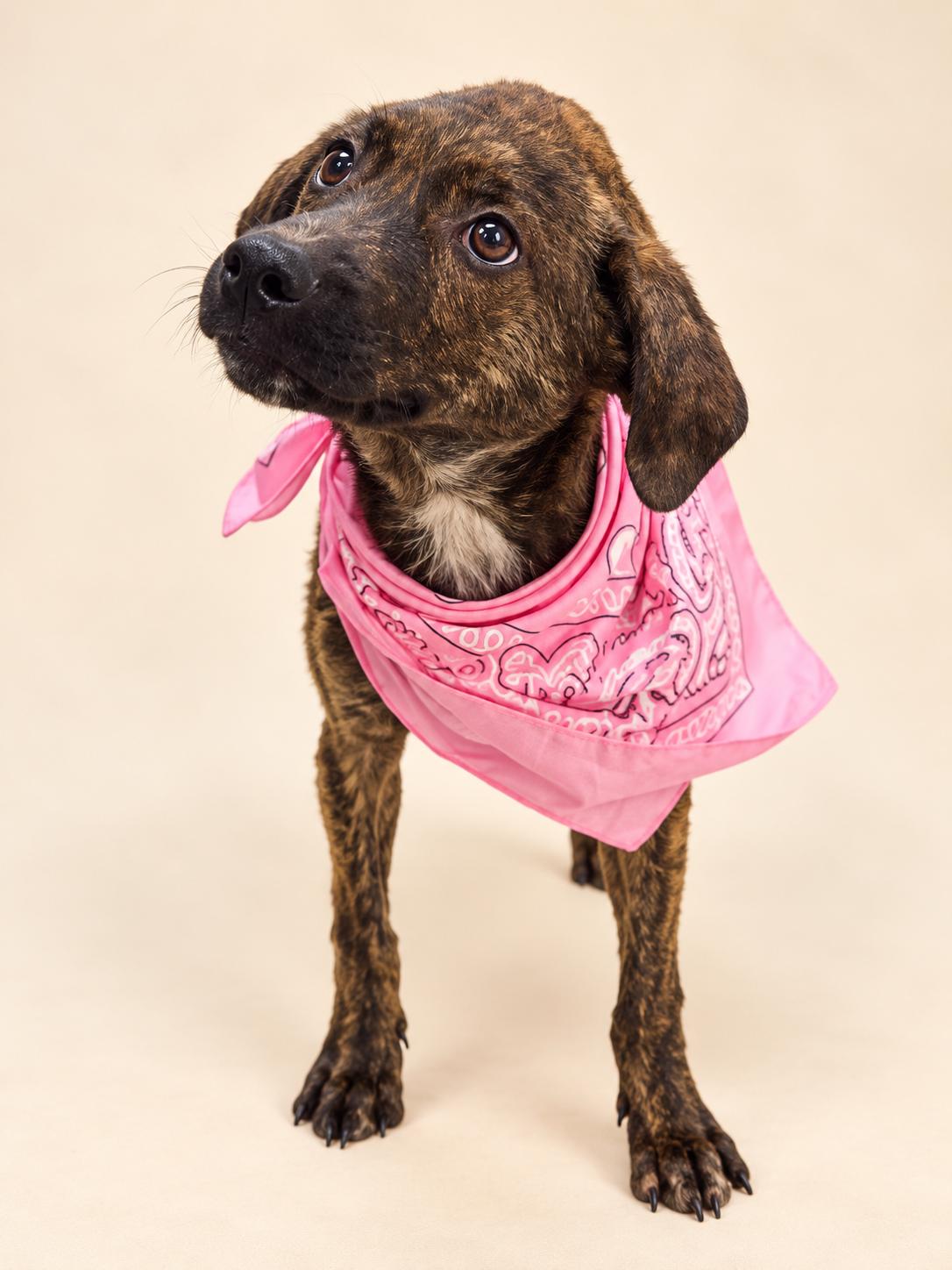 Enlarge Ivy - a sweet 6 month-old pup, a Adopted mixed breed in Weston, MA image 3/3
