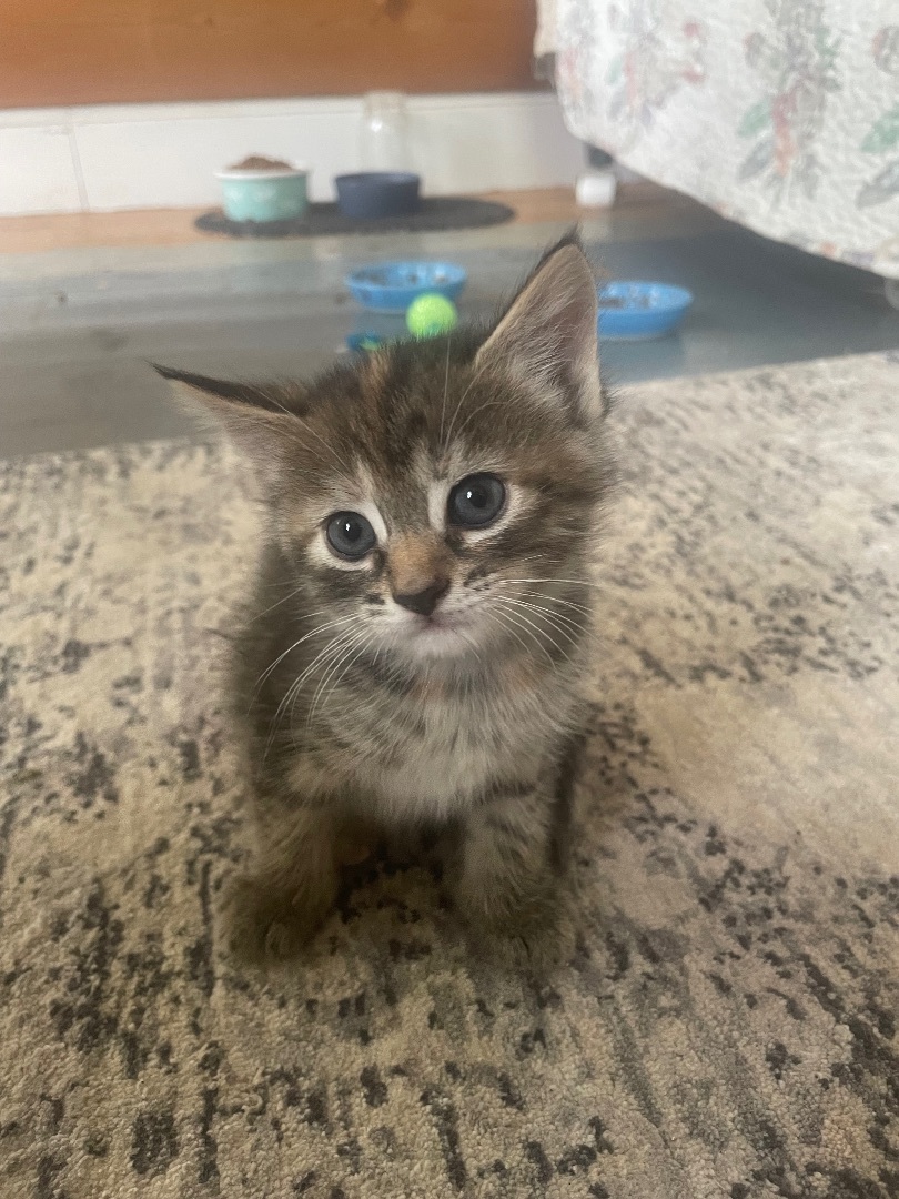 Munchkin, Adopted, Kitten Female Domestic Short Hair.