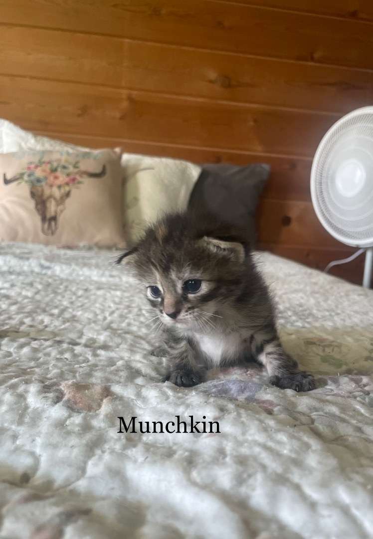 Munchkin, a Adopted mixed breed in Ontario, NY image 2/6
