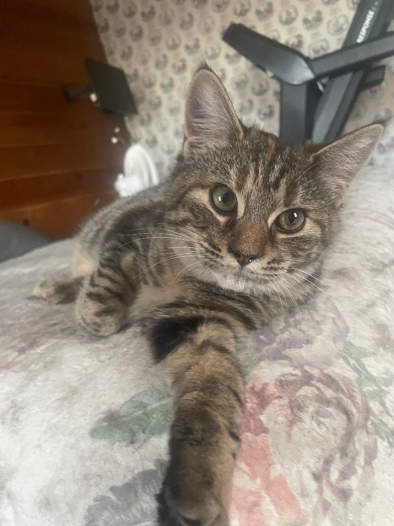 Munchkin, a Adopted mixed breed in Ontario, NY image 3/6