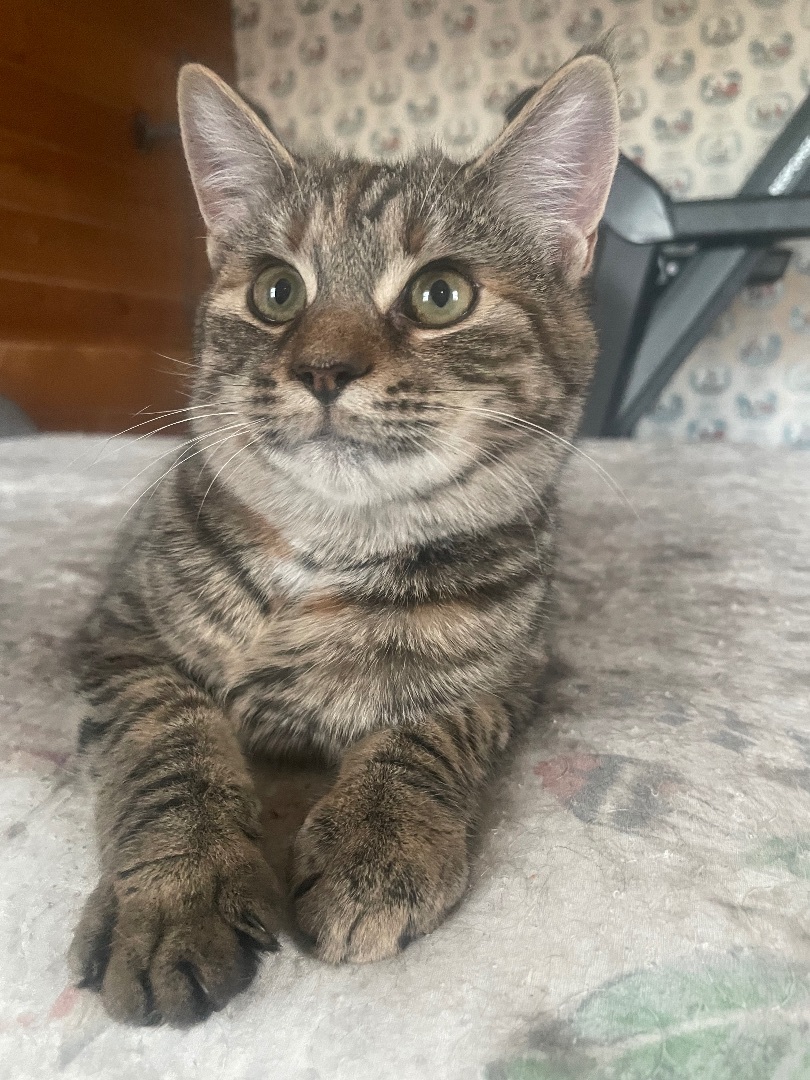 Munchkin, a Adopted mixed breed in Ontario, NY image 4/6