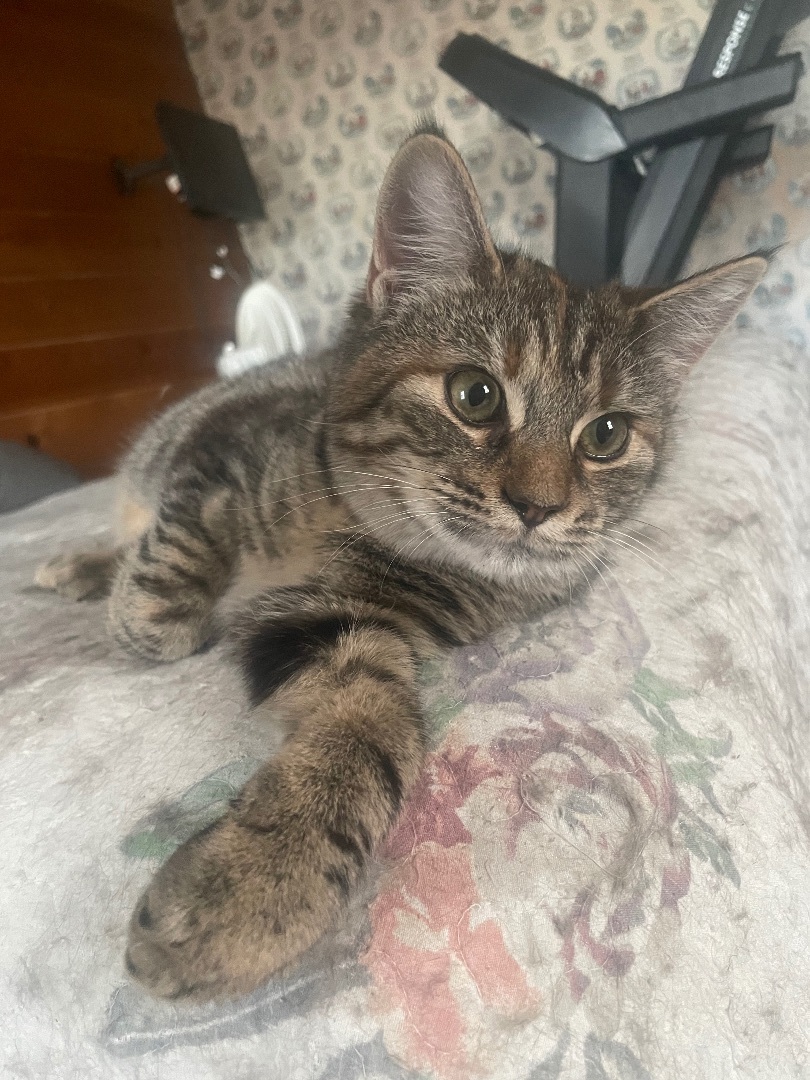 Munchkin, a Adopted mixed breed in Ontario, NY image 5/6