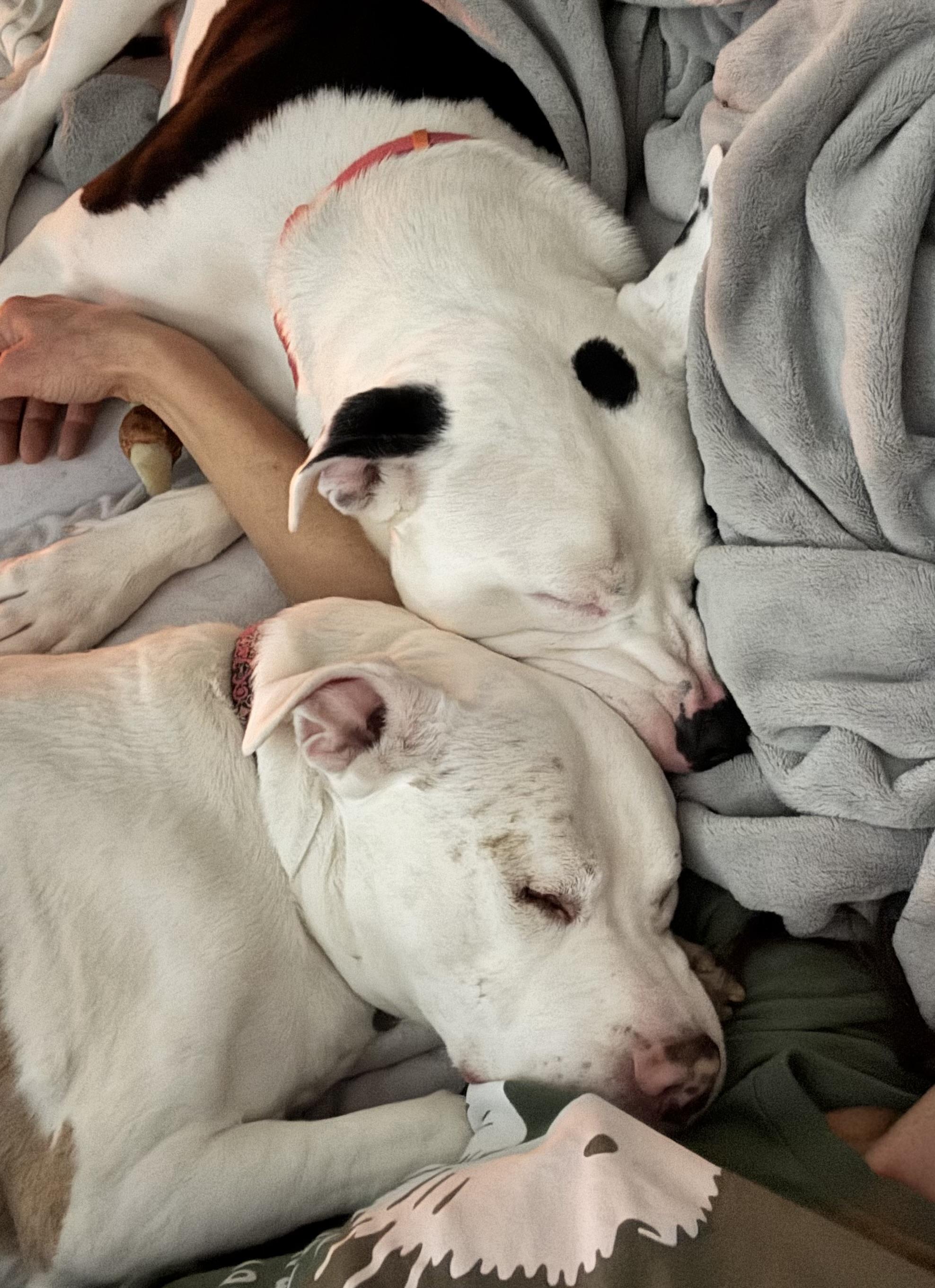 Enlarge Neko, a Adoptable mixed breed in Prineville, OR image 5/6