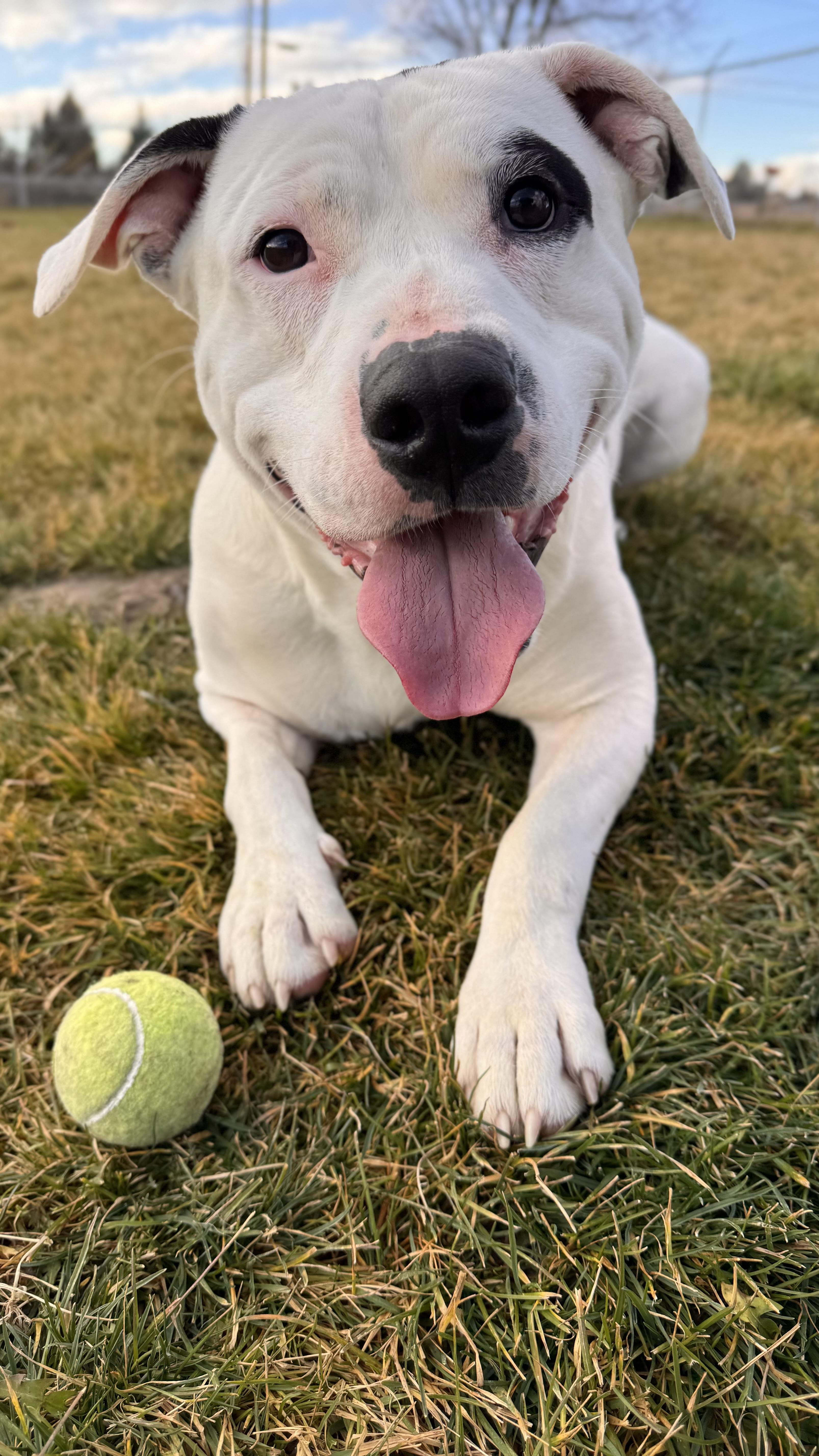 Neko, Adoptable, Adult Male Pit Bull Terrier.