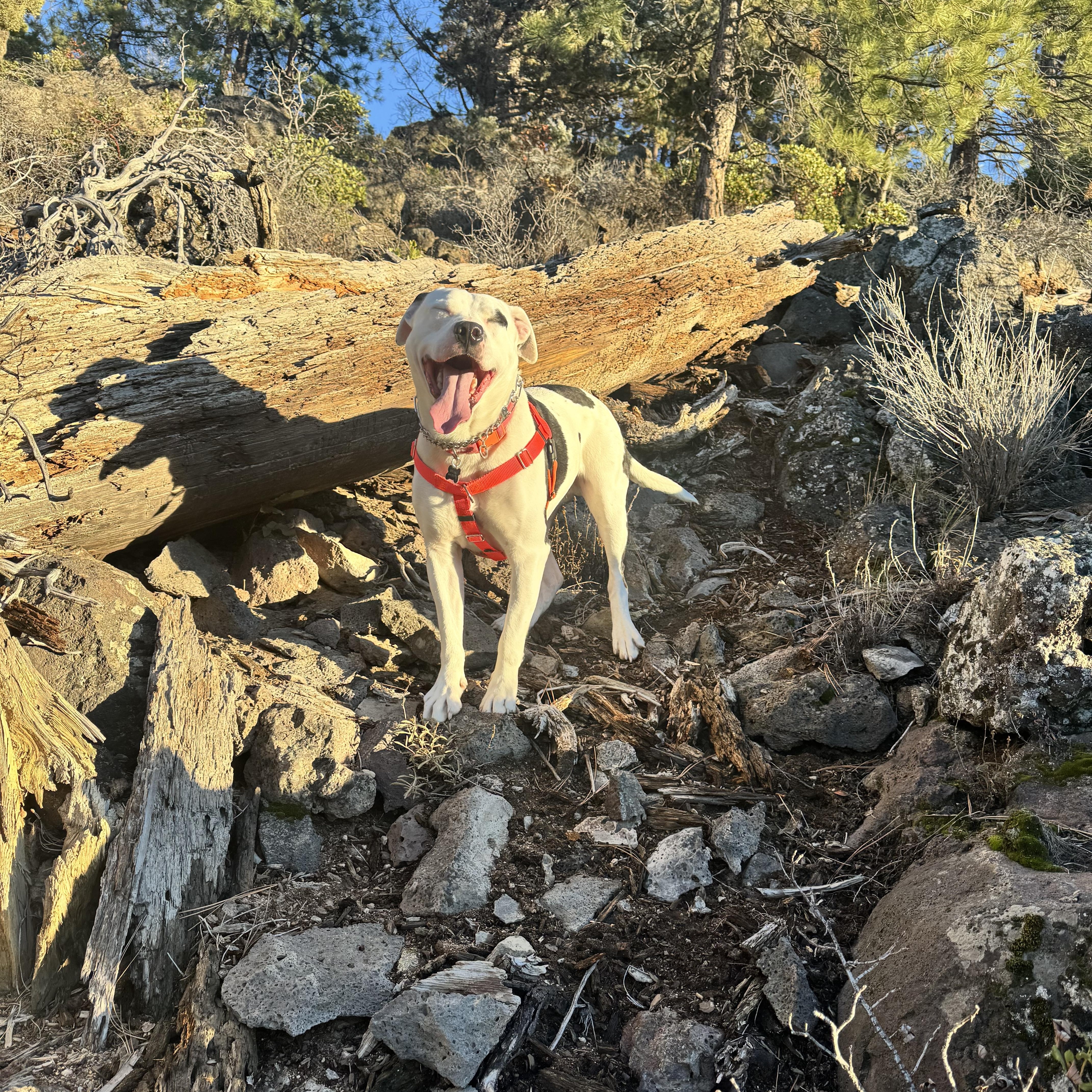 Enlarge Neko, a Adoptable mixed breed in Prineville, OR image 6/6