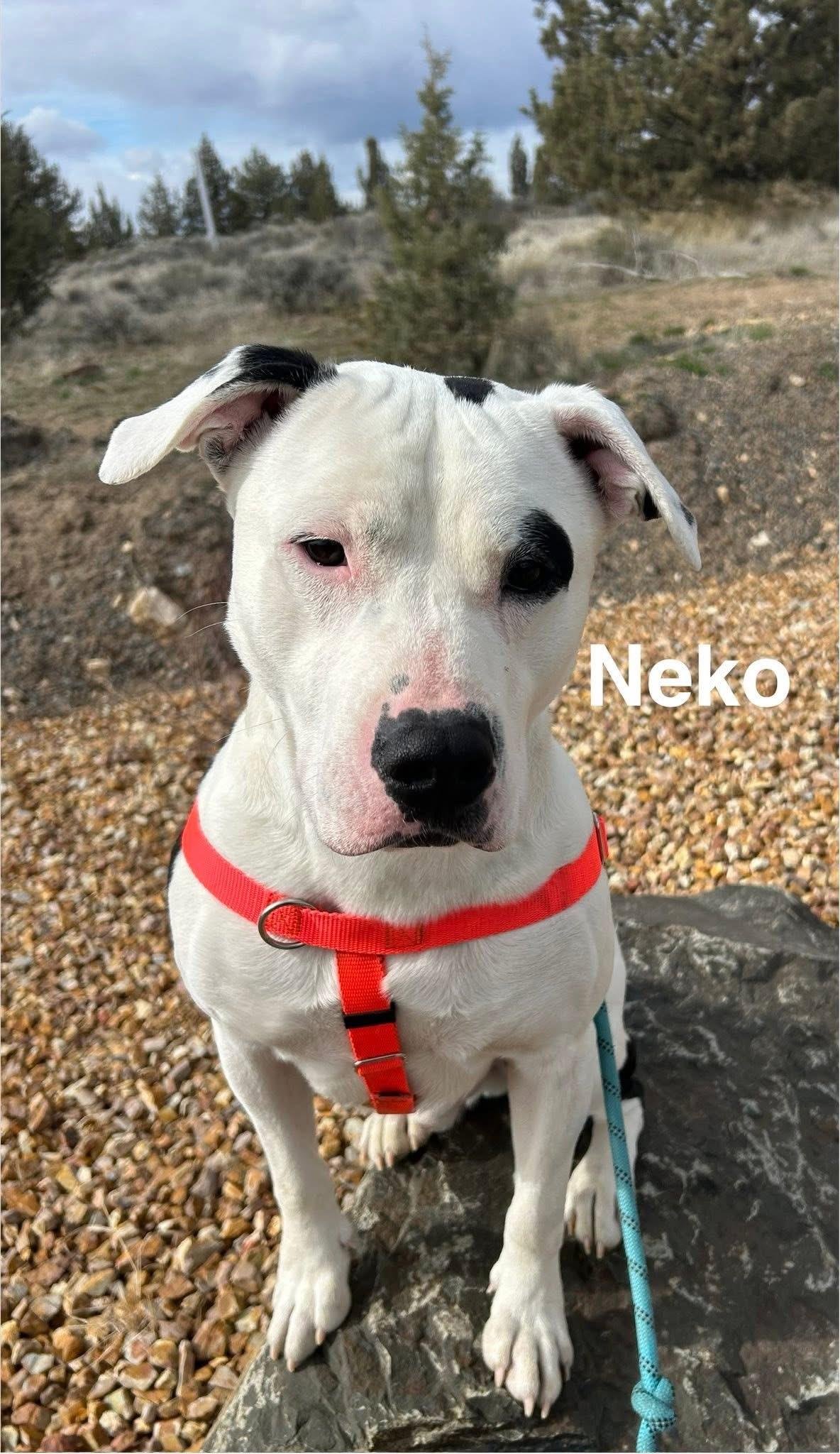 Neko, an adoptable mixed breed in Prineville, OR image 1/6