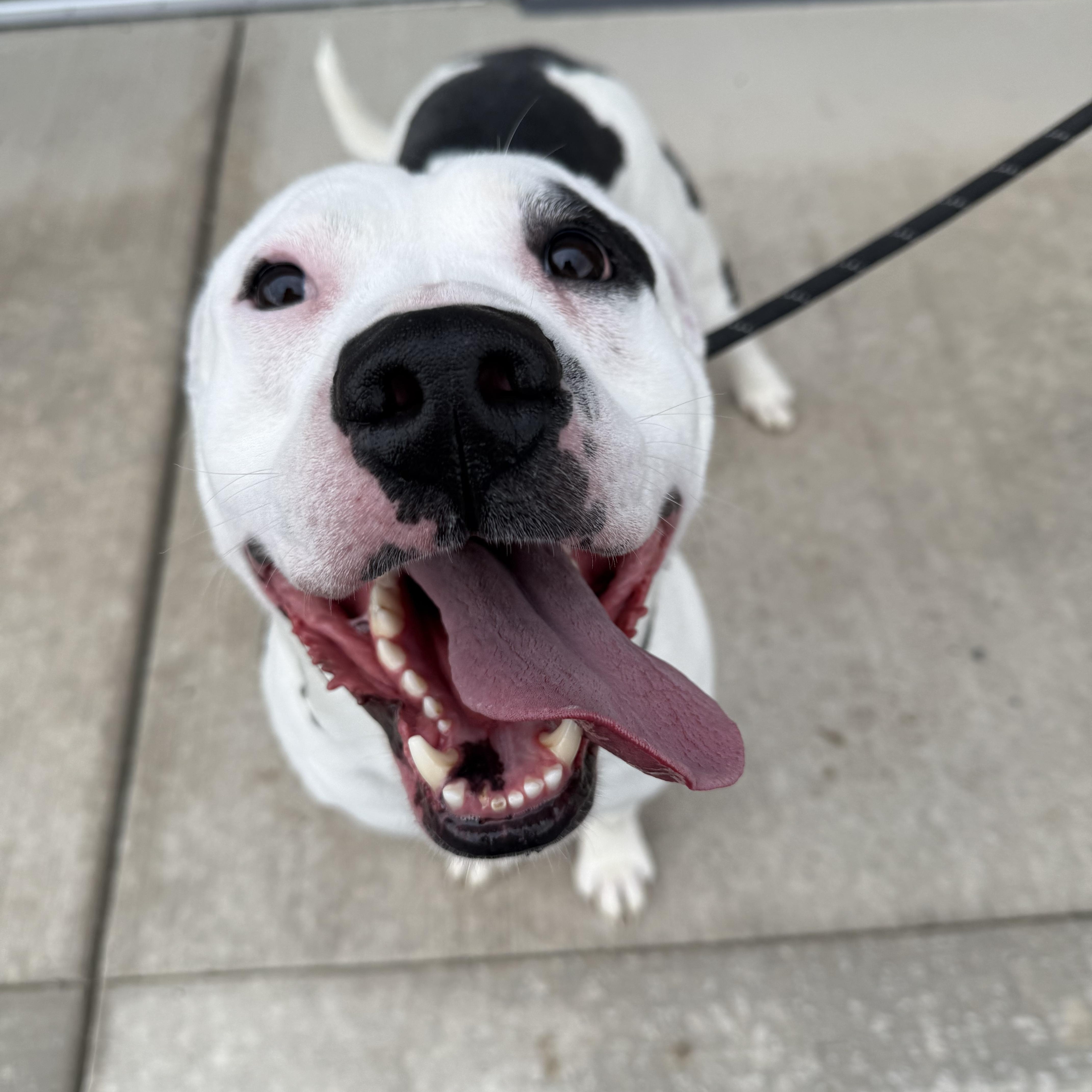 Enlarge Neko, a Adoptable mixed breed in Prineville, OR image 1/6