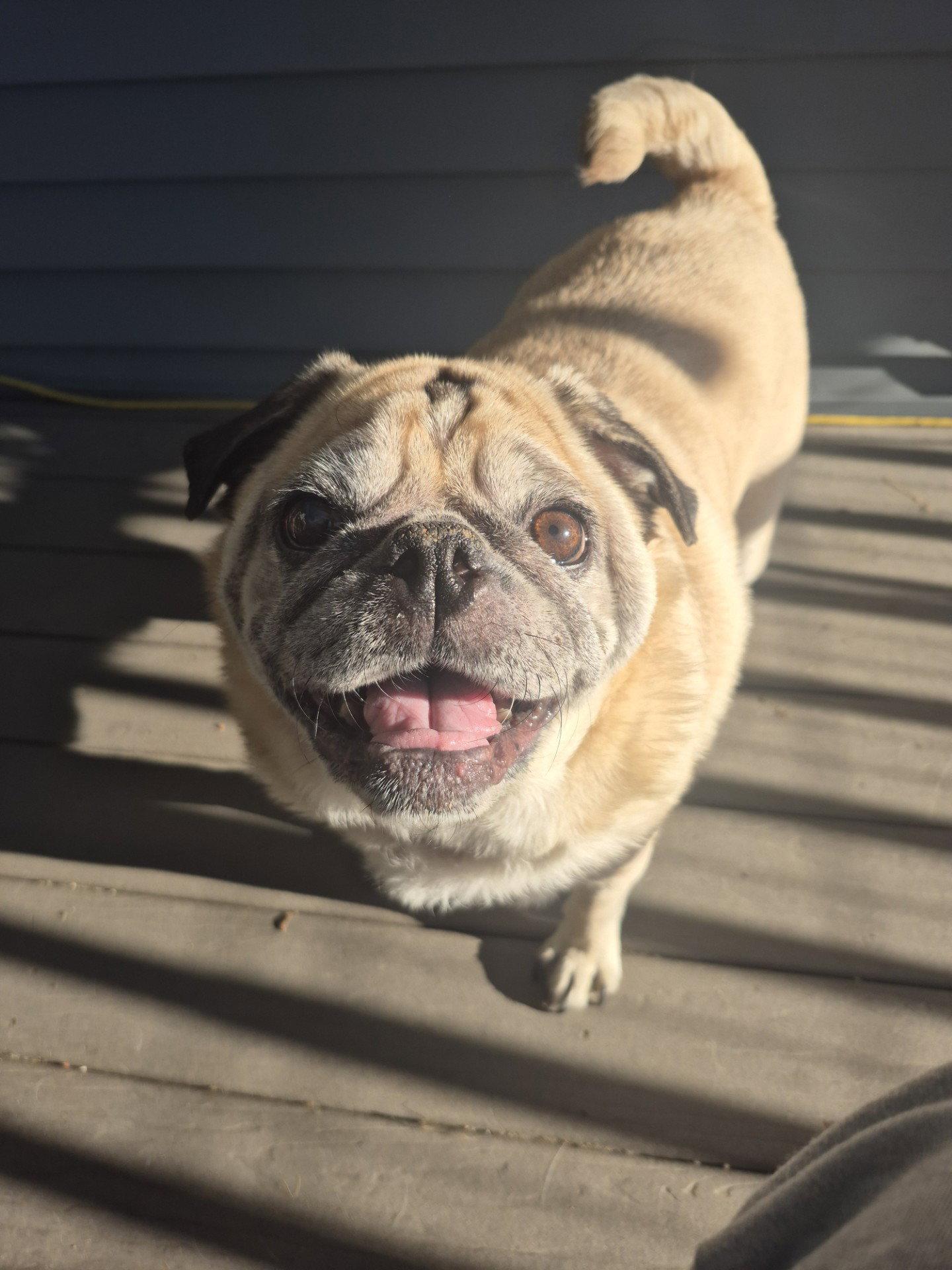 Neville, Adoptable, Adult Male Pug.