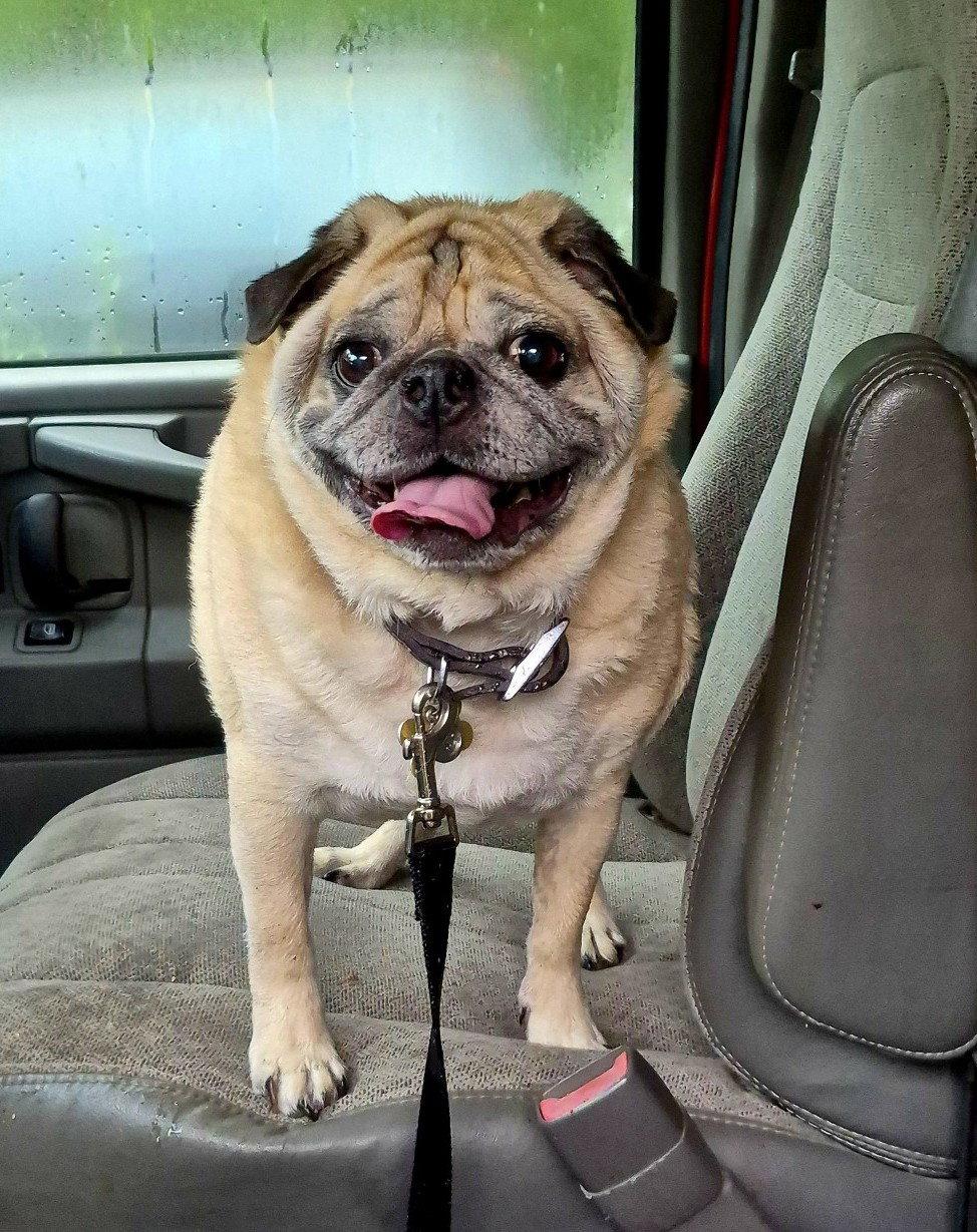 Enlarge Neville, a Adoptable Pug in Pelham, MA image 2/3
