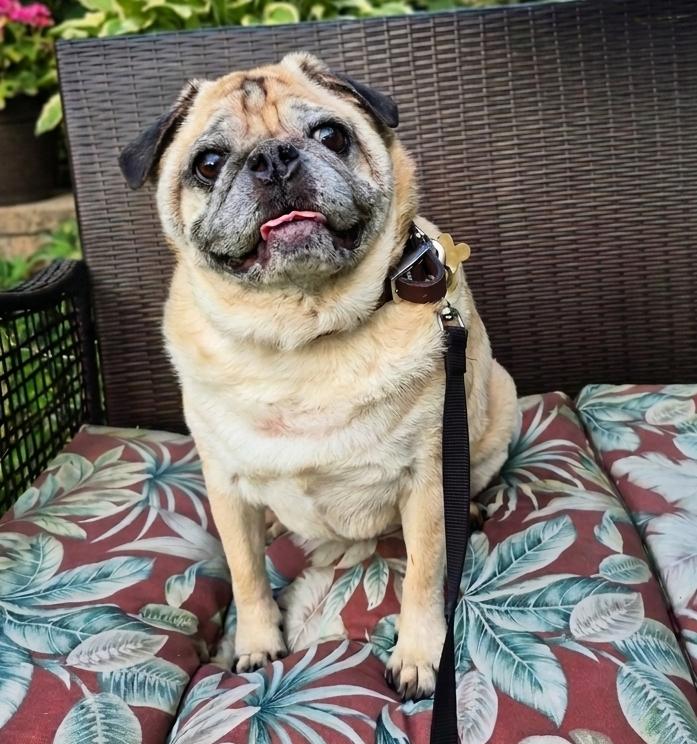 Enlarge Neville, a Adoptable Pug in Pelham, MA image 3/3