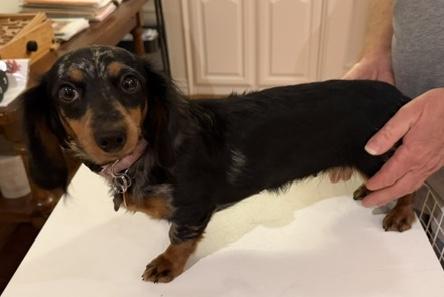 Liesl, Adopted, Young Female Dachshund (Miniature Long Haired).