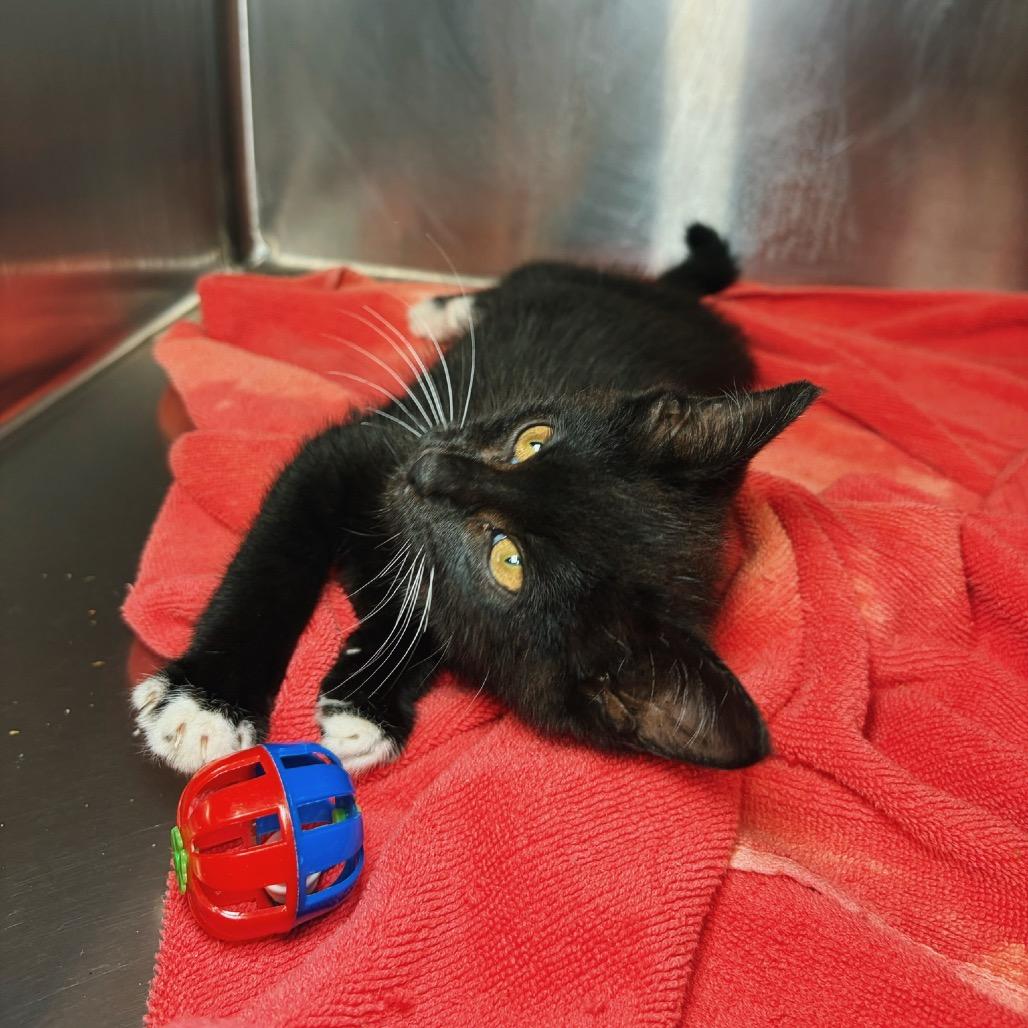 Dozer, Adoptable, Kitten Male Domestic Short Hair.