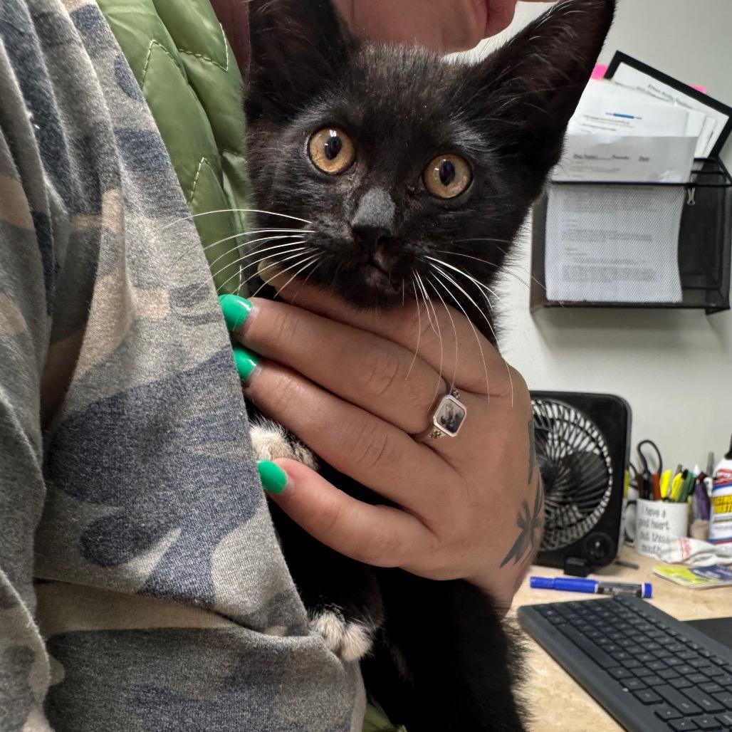 Dozer, a Adoptable Domestic Short Hair in Starkville, MS image 2/3