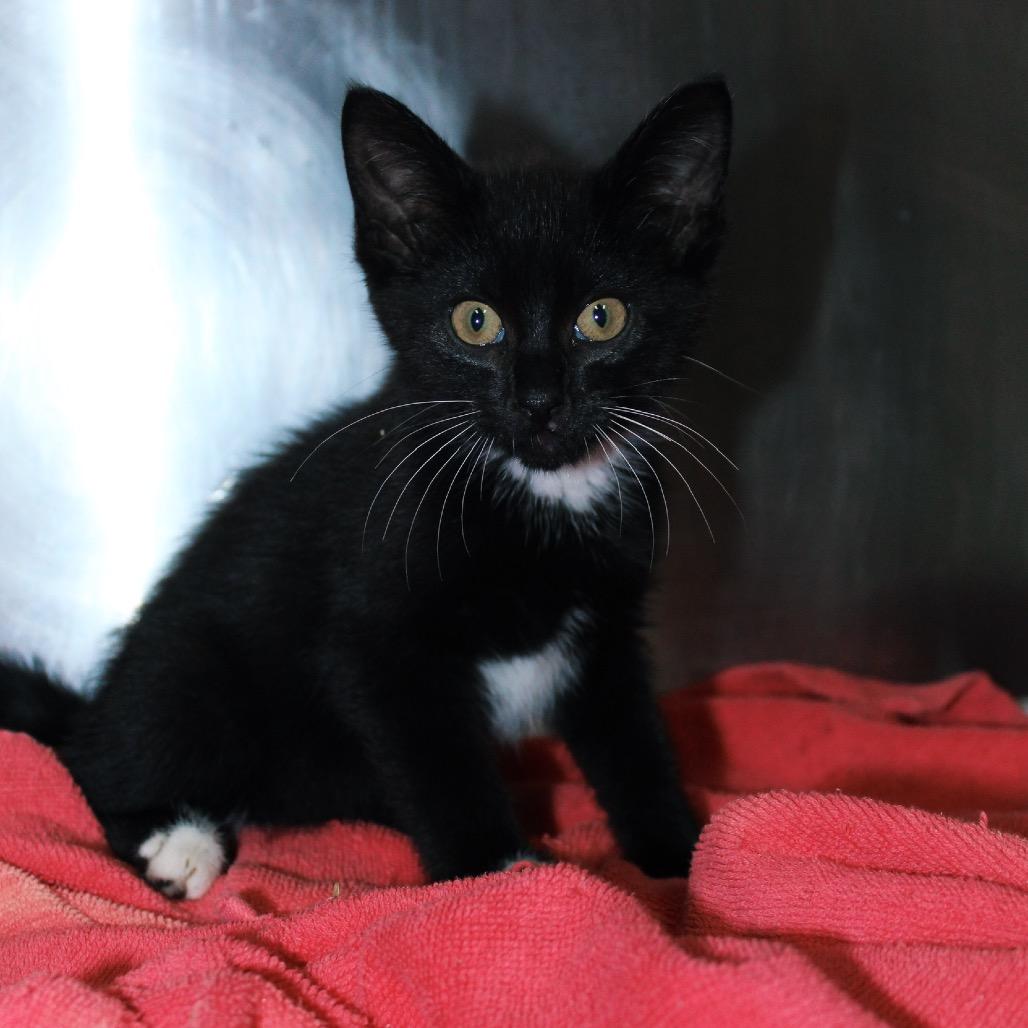 Dozer, a Adoptable Domestic Short Hair in Starkville, MS image 3/3