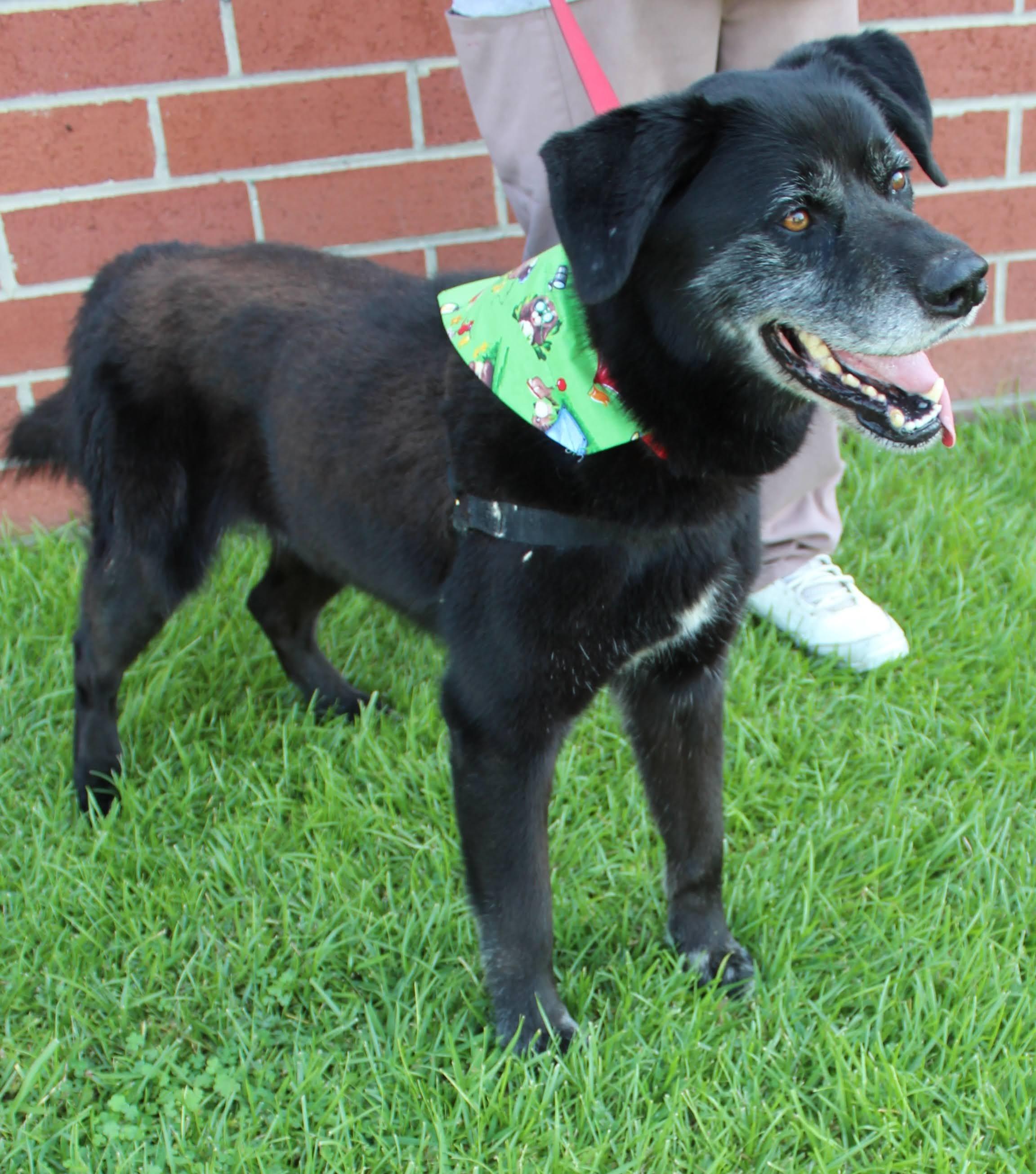 Smokey, ADOPTABLE, Adult Male Black Labrador Retriever.