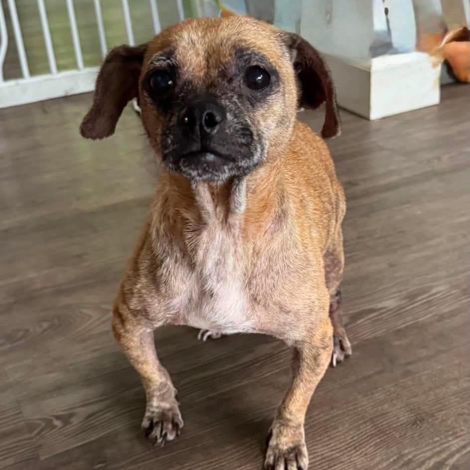 Kallie, Adoptable, Adult Female Chihuahua.