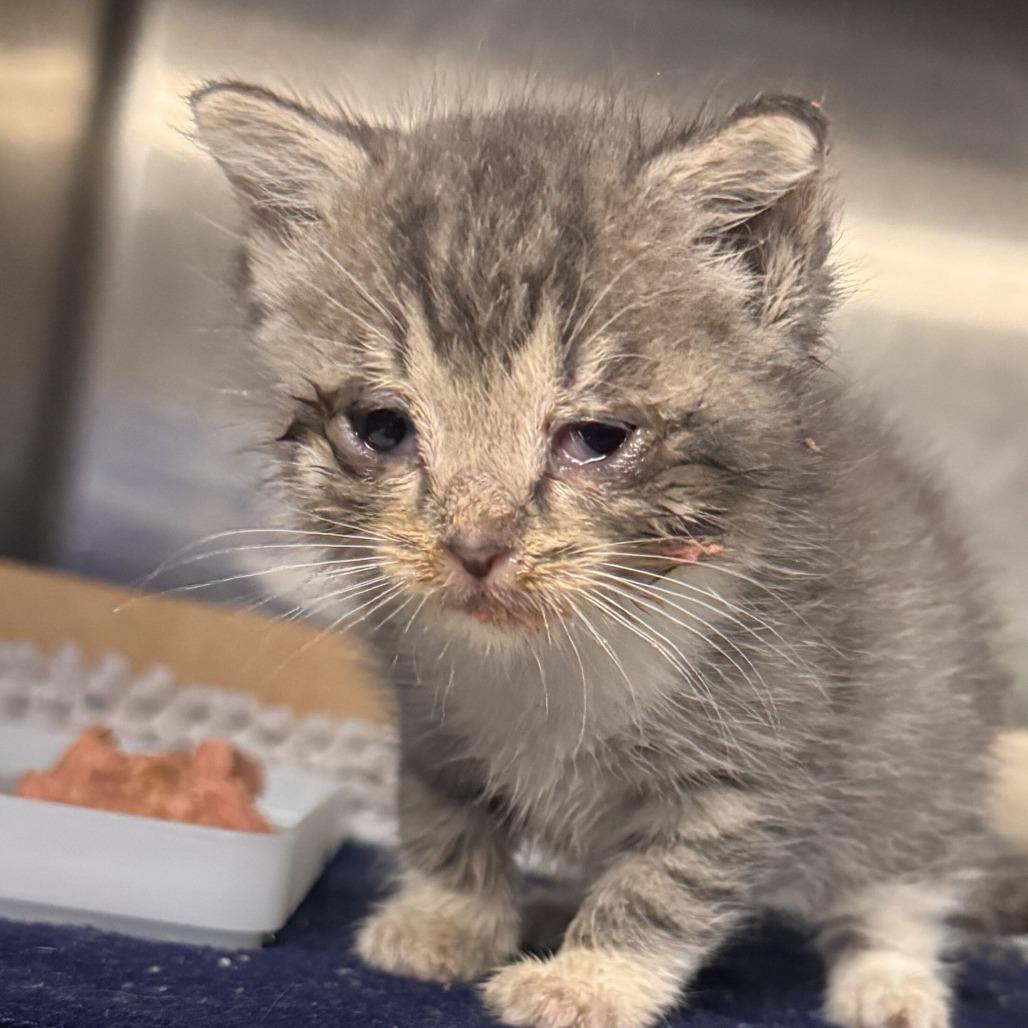 Enlarge Elizabeth, a Adoptable Domestic Short Hair in Marion, VA image 1/1