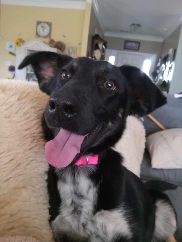 Lakota, a Adopted mixed breed in Auburn, IN image 1/2