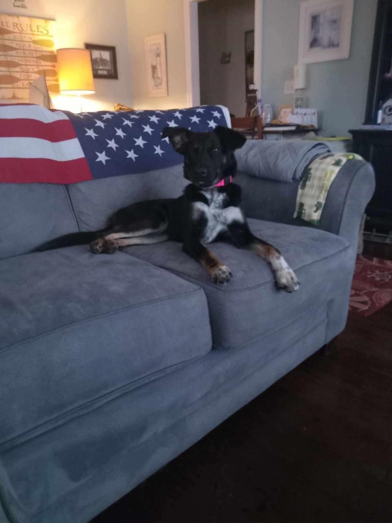 Lakota, a Adopted mixed breed in Auburn, IN image 2/2