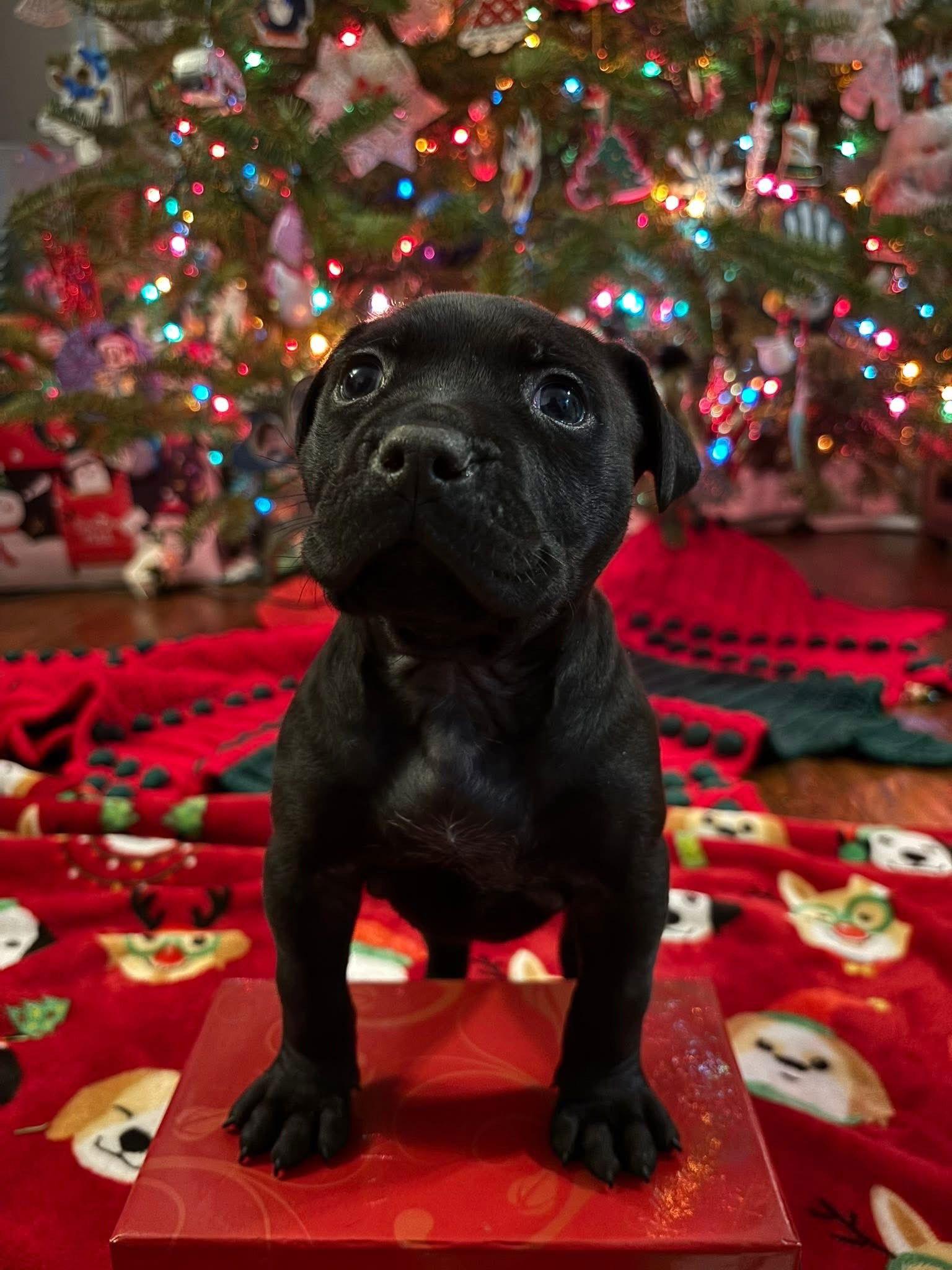 Lumos, Adoptable, Puppy Female Pit Bull Terrier & Cane Corso.