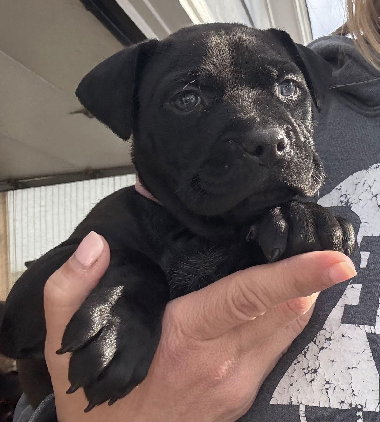 Enlarge Lumos, a Adoptable mixed breed in Oxford, MI image 2/2