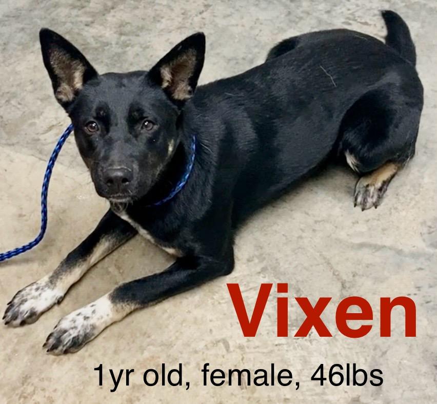 Vixen, ADOPTABLE, Young Female Australian Cattle Dog / Blue Heeler & German Shepherd Dog.